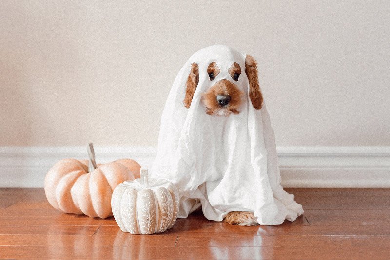 Fall trivia questions and answers for fun remote team meetings