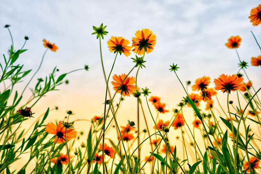 Spring Trivia Questions And Answers.