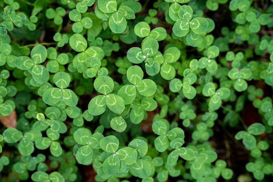 St.Patrick's Day Icebreaker Games For Work